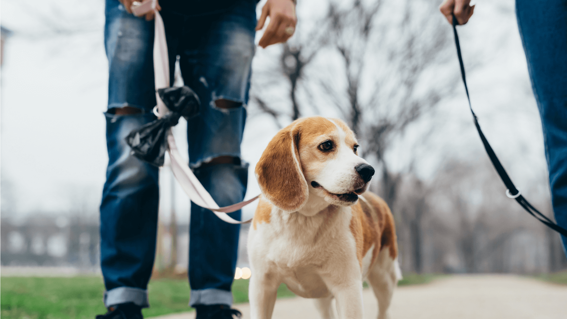 what-you-need-to-know-about-california-dog-leash-laws-law-brothers