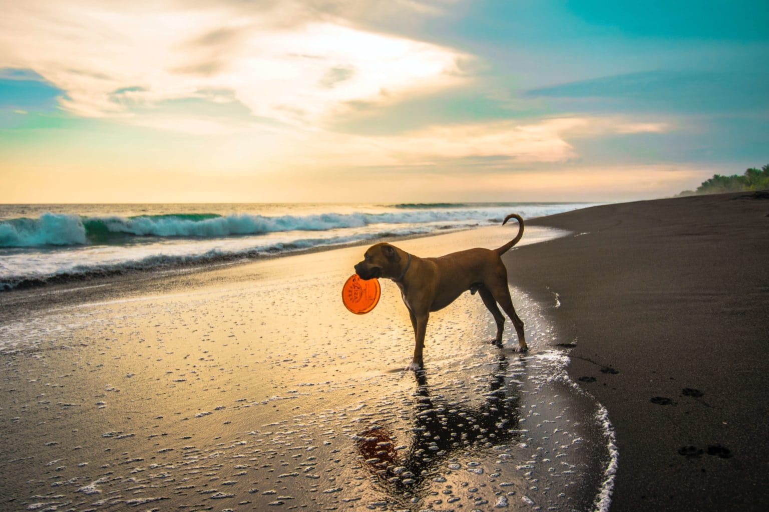 What You Need to Know About California Dog Leash Laws Law Brothers