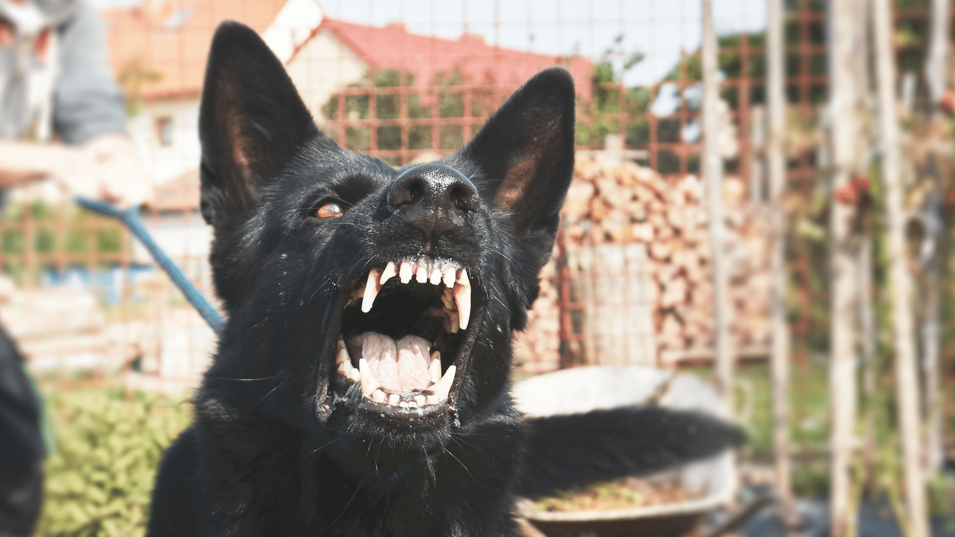 Filing a Personal Injury Claim after a Dog Bite